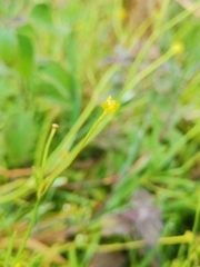 Ranunculus flammula