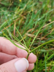 Ranunculus flammula