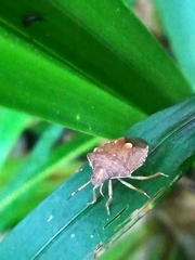 Peribalus strictus vernalis