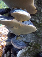 Phellinus lundellii