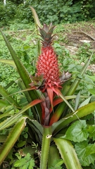 Ananas