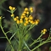 Chrysocephalum semipapposum brevifolium - Photo (c) Ken Harris EntSocVic, some rights reserved (CC BY-NC), uploaded by Ken Harris EntSocVic