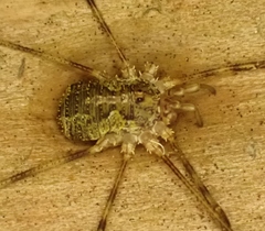 Lacinius dentiger