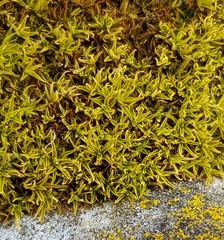 Trichostomum crispulum