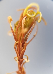 Trichostomum crispulum