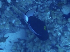 Melichthys vidua