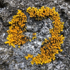Xanthoria parietina