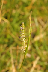 Cynosurus cristatus