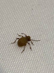 Niptus hololeucus