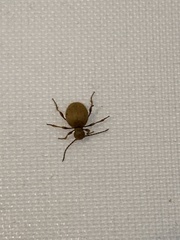 Niptus hololeucus