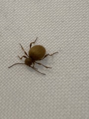Niptus hololeucus