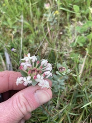 Pimelea humilis