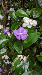 Brunfelsia pauciflora