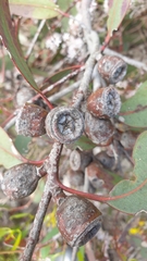 Eucalyptus cosmophylla
