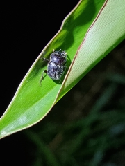 Onthophagus