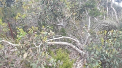 Eucalyptus cosmophylla