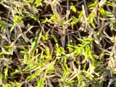 Atractomorpha lata