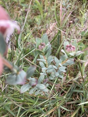 Pimelea humilis