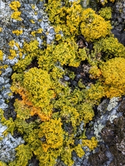 Polycauliona candelaria