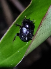 Onthophagus
