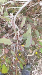 Eucalyptus cosmophylla