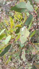Eucalyptus cosmophylla
