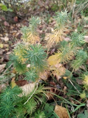 Euphorbia cyparissias
