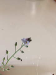 Myosotis arvensis