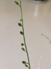 Myosotis arvensis