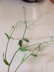 Myosotis arvensis
