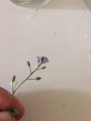 Myosotis arvensis