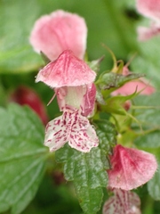 Lamium orvala