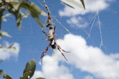 Trichonephila edulis