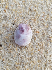 Crepipatella dilatata