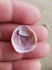 Crepipatella dilatata