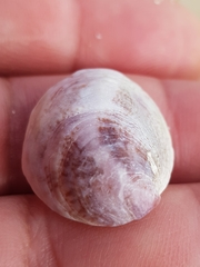 Crepipatella dilatata