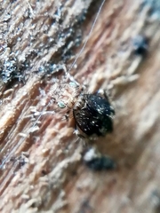 Lepidopsocidae