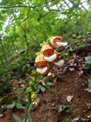 Digitalis laevigata