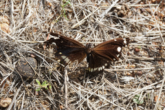 Euploea core corinna