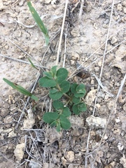 Euphorbia stictospora
