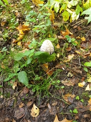 Coprinus comatus