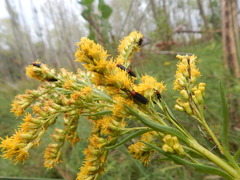 Solidago chilensis