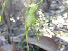Pterostylis unicornis