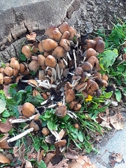 Coprinellus micaceus