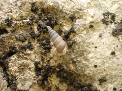 Cochlostoma