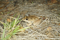 Litoria inermis