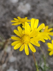 Senecio inaequidens