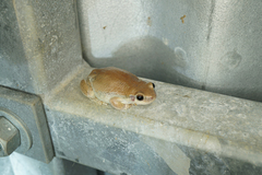 Litoria rubella