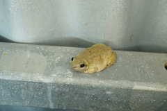 Litoria rubella