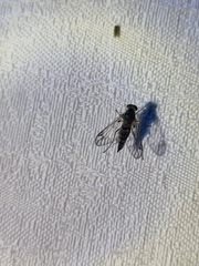 Chrysopilus